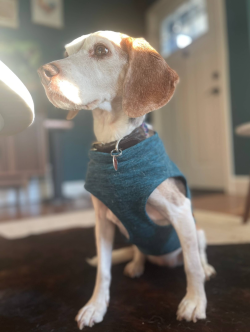 Photograph of Joanie, Maegan's dog.